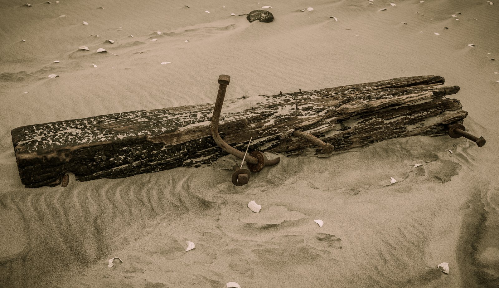 art-of-sandy-mo-seagate 2-7.jpg